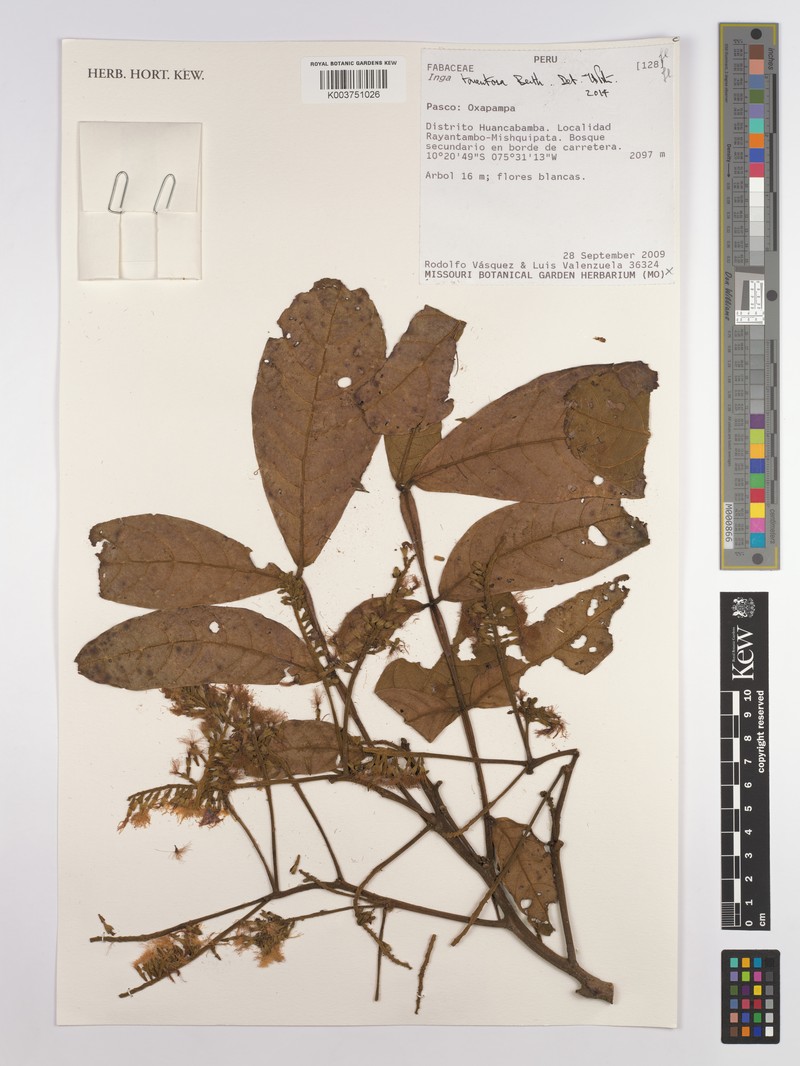 Inga tomentosa photo 4