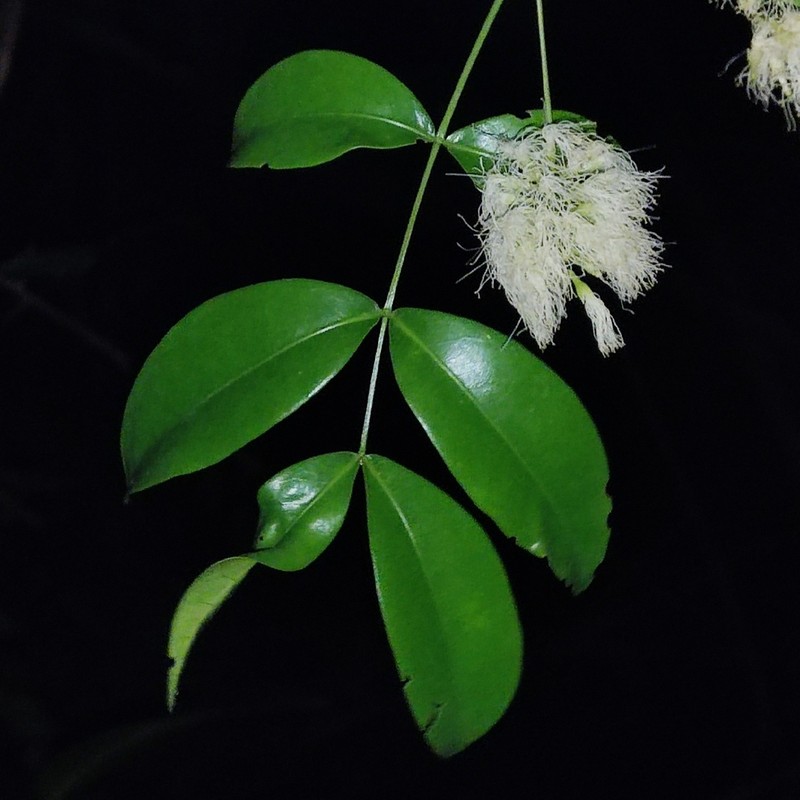 Inga tripa photo 3