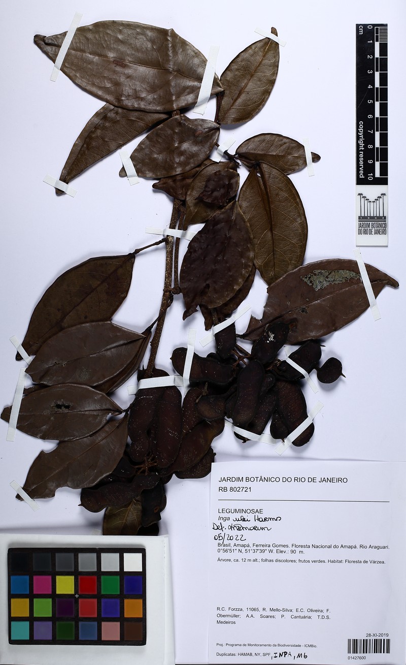 Inga ulei