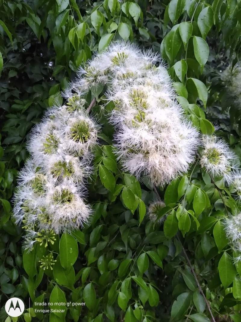 Inga umbellifera photo 7