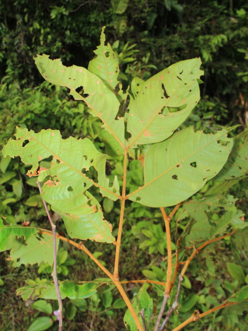 Inga umbilicata