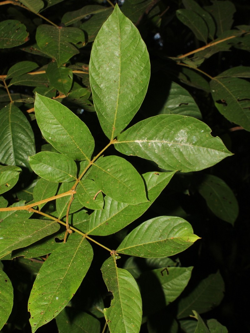 Inga umbilicata photo 2