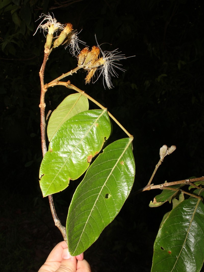 Inga umbilicata photo 3