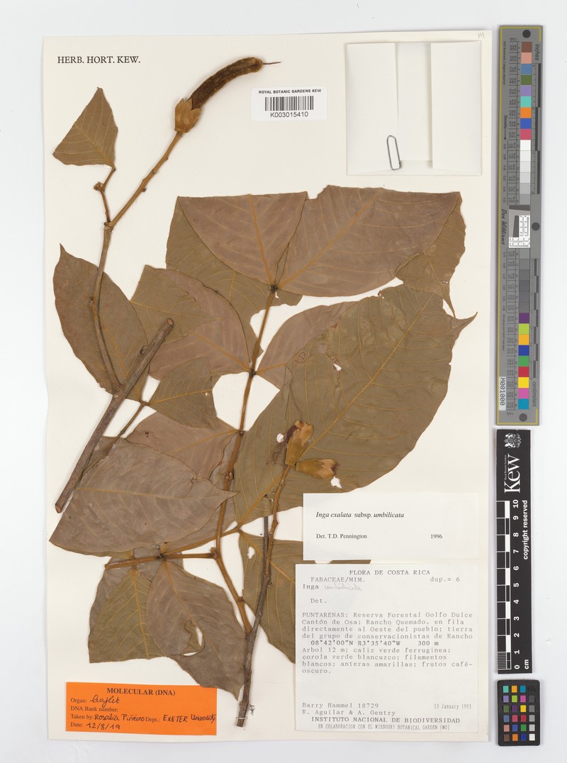 Inga umbilicata photo 4