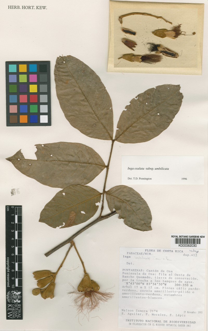 Inga umbilicata photo 5