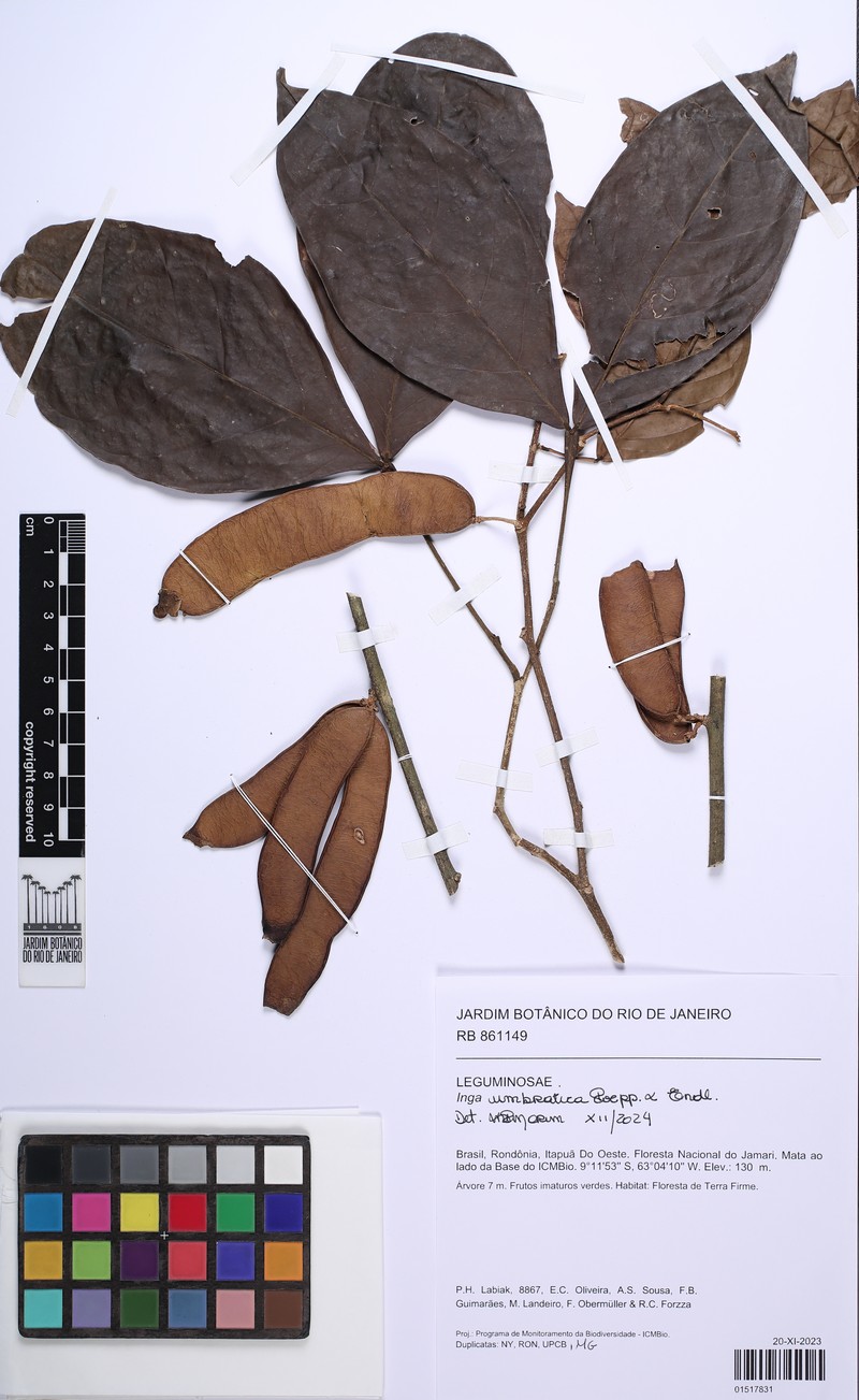 Inga umbratica