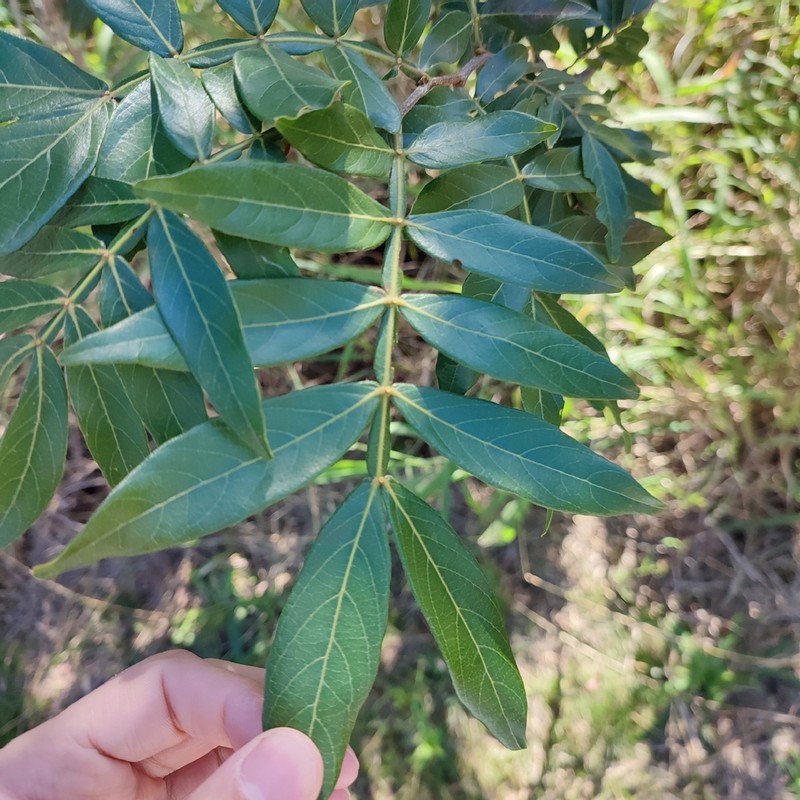 Inga uraguensis