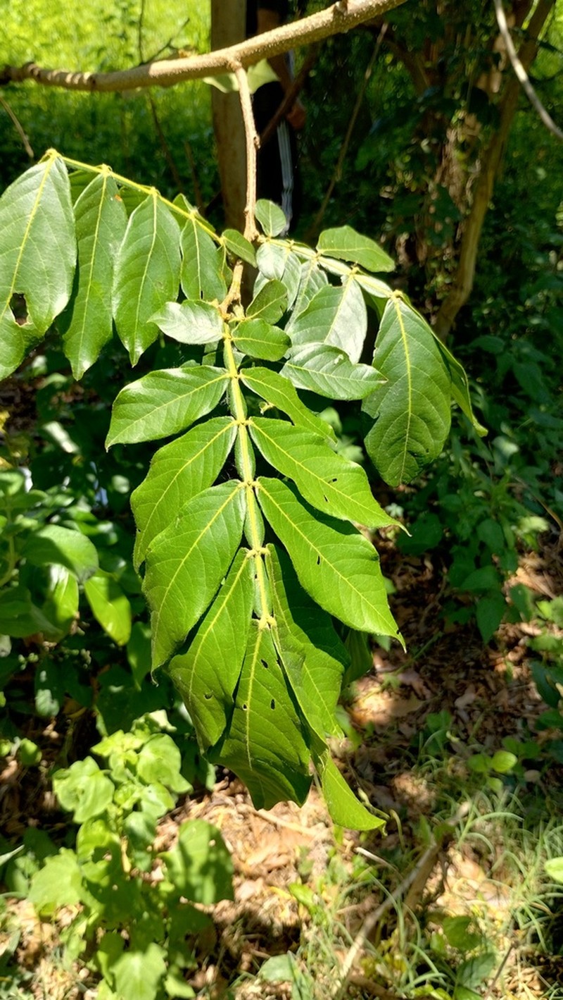 Inga uraguensis photo 2