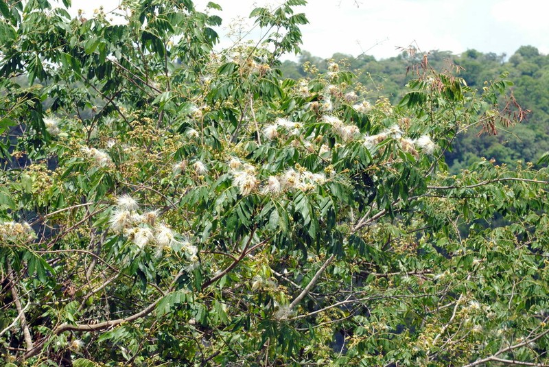 Inga uraguensis photo 3