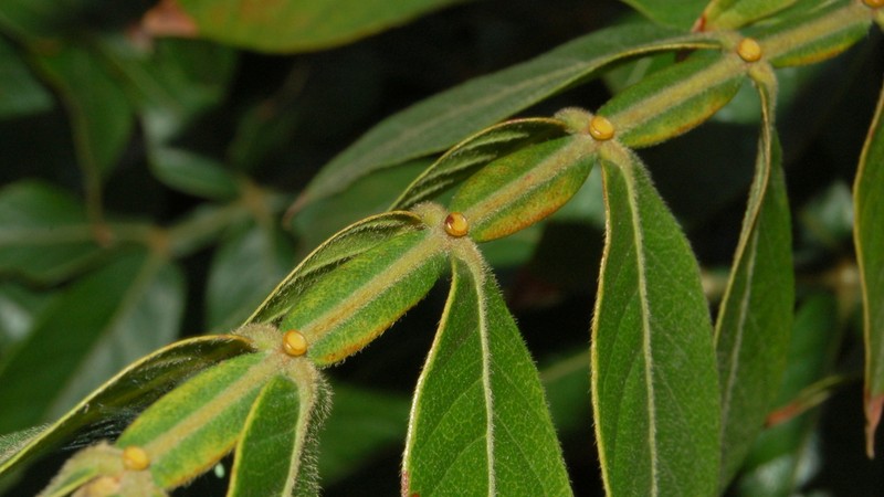 Inga uraguensis photo 4