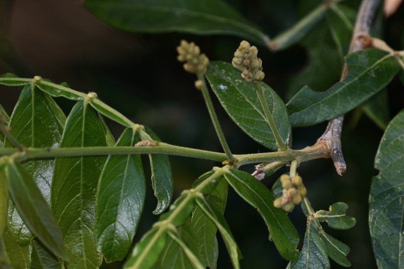 Inga uraguensis photo 5