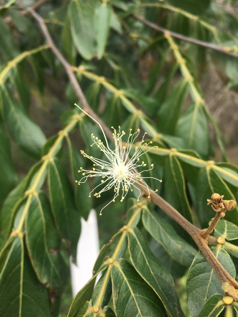 Inga uraguensis photo 6