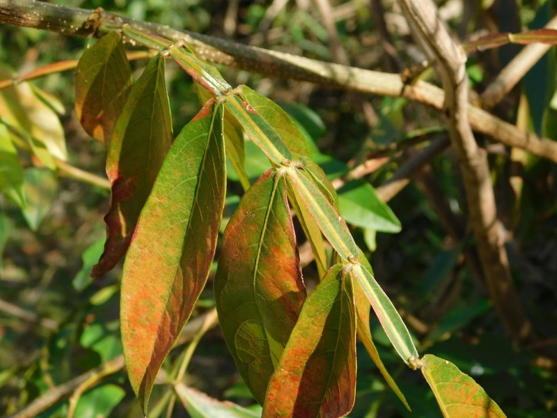 Inga uraguensis photo 7