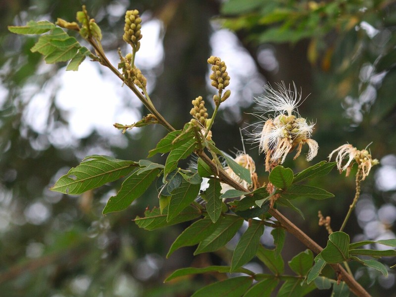 Inga uraguensis photo 8