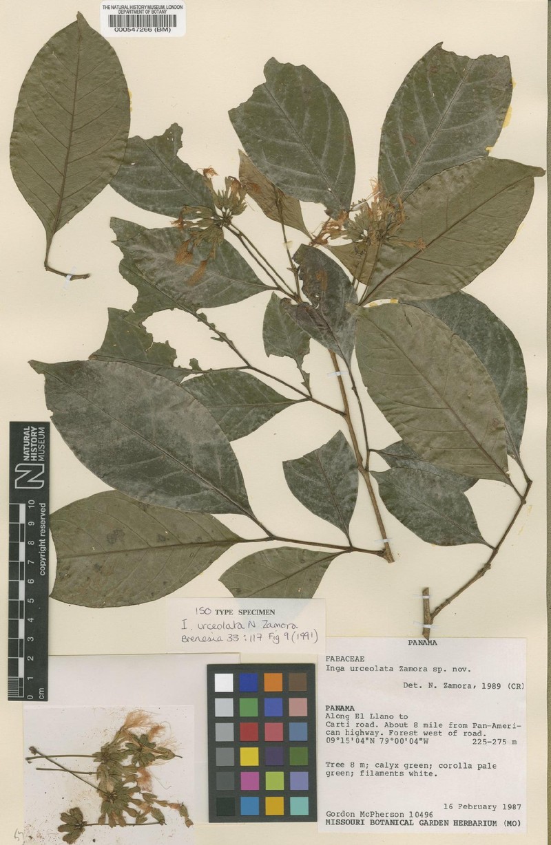 Inga urceolata