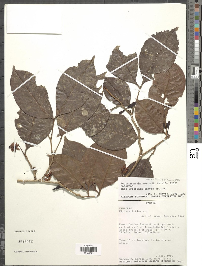 Inga urceolata photo 2