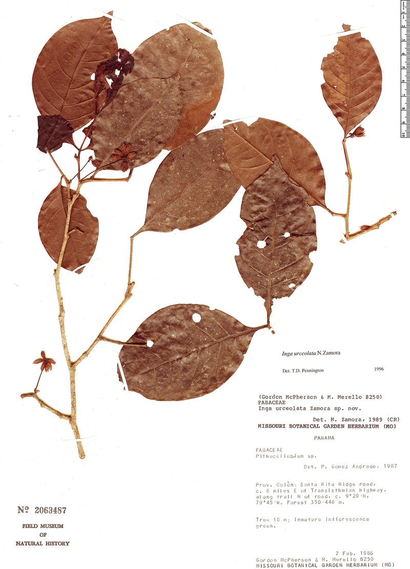 Inga urceolata photo 3