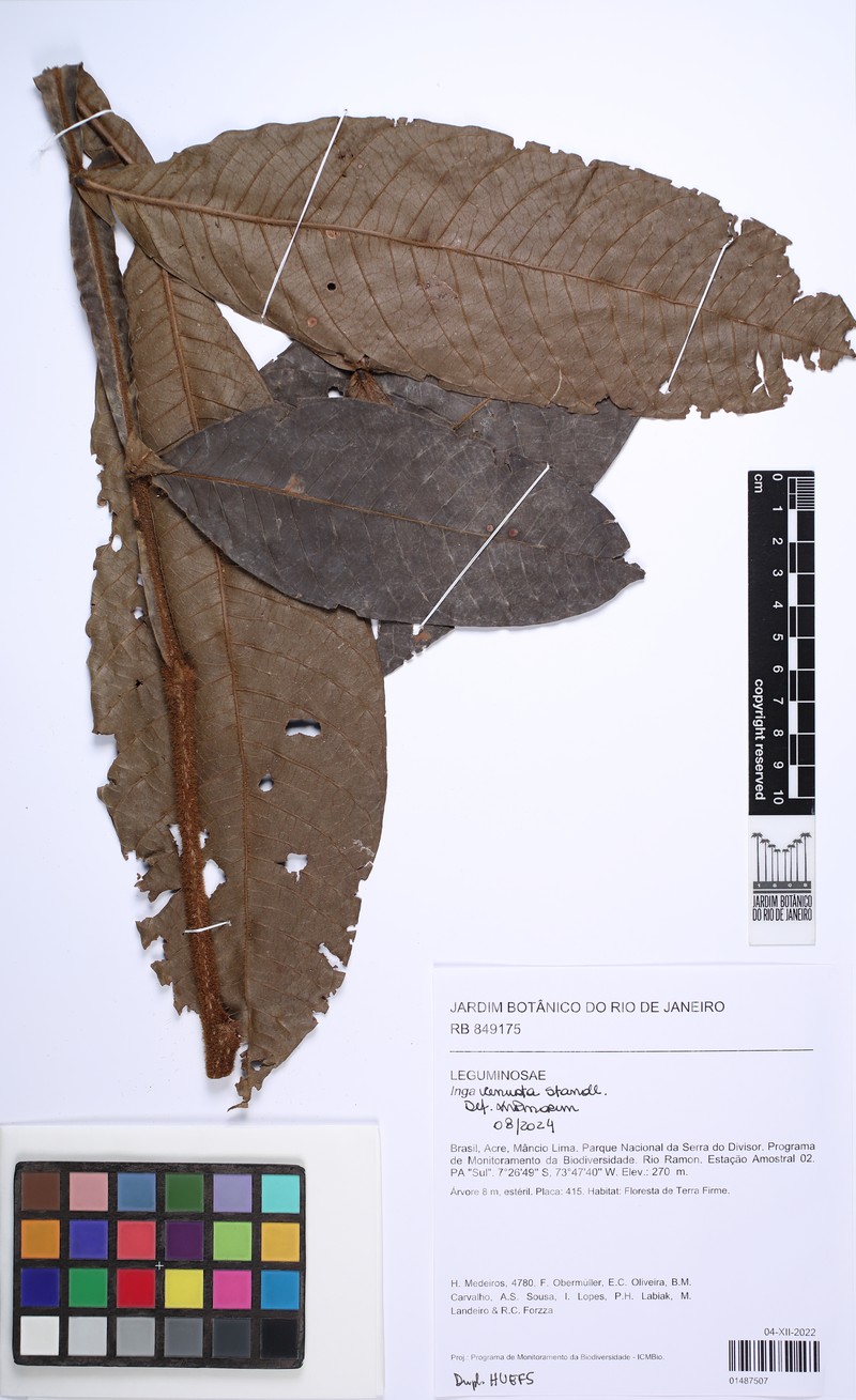 Inga venusta photo 6