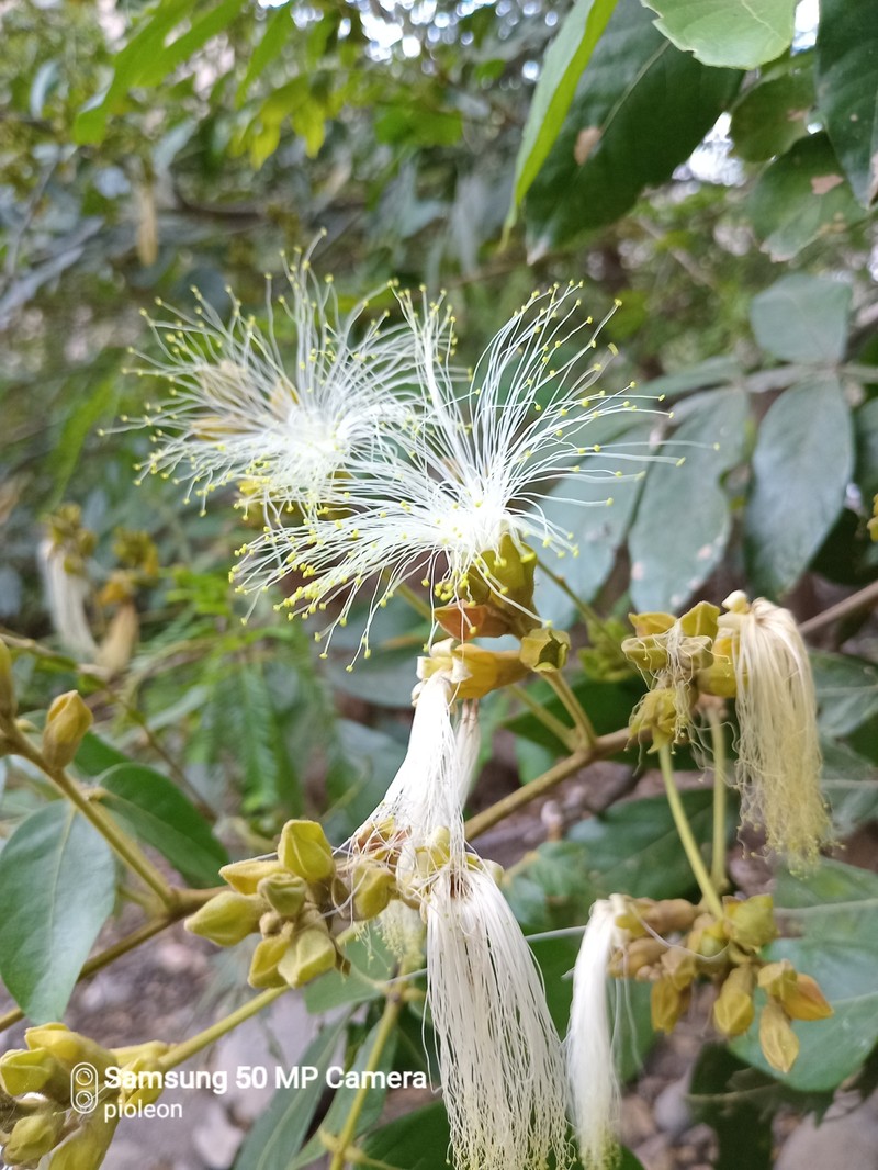 Inga vera subsp. eriocarpa
