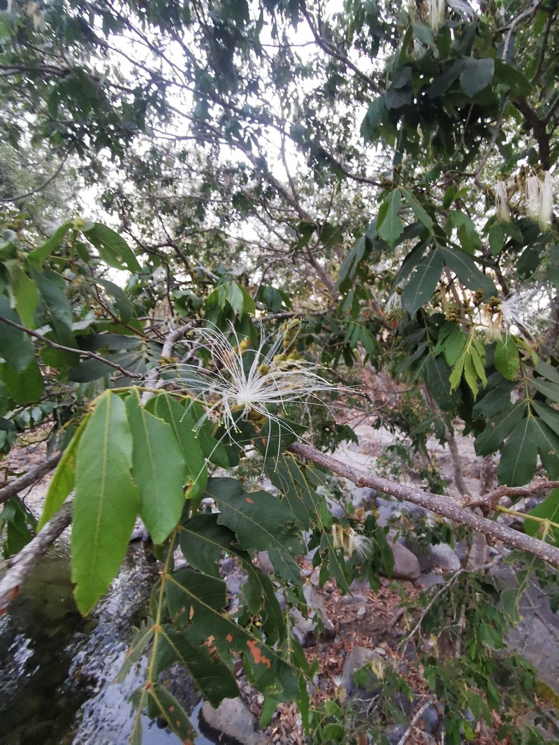 Inga vera subsp. eriocarpa photo 2