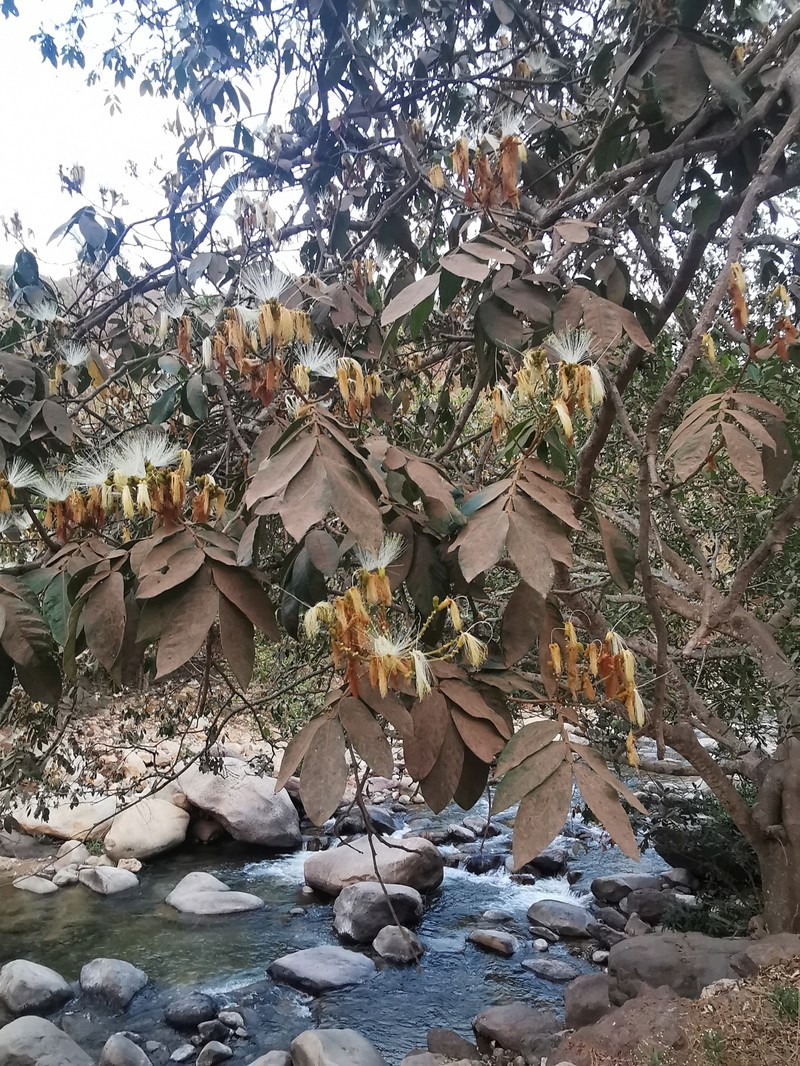 Inga vera subsp. eriocarpa photo 3