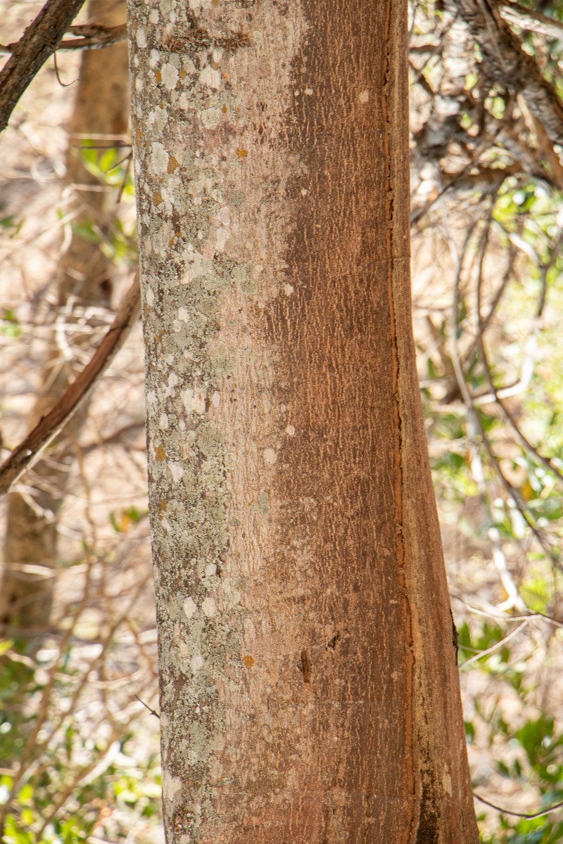 Inga vera subsp. eriocarpa photo 4