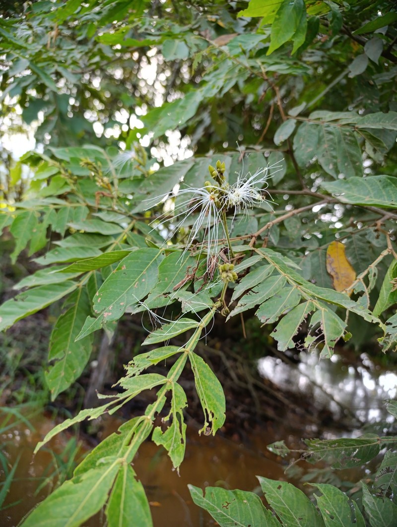Inga vera subsp. vera
