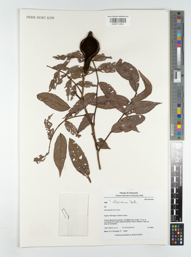 Inga villosissima photo 3