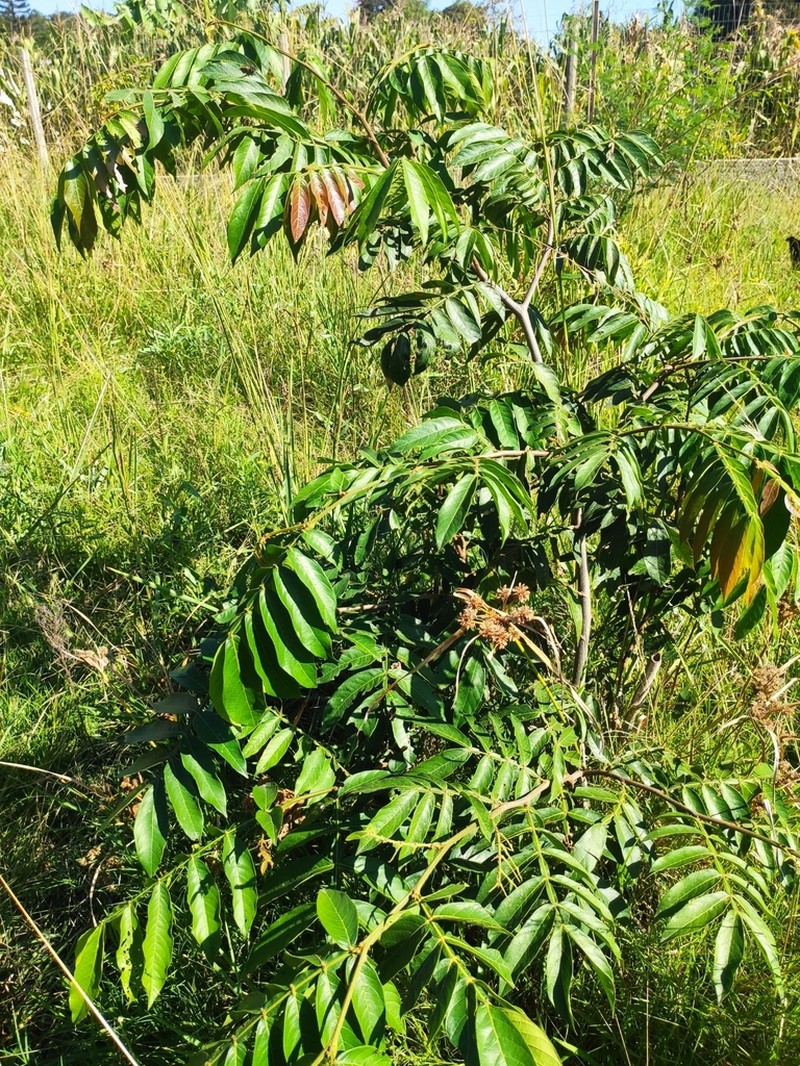 Inga virescens photo 2