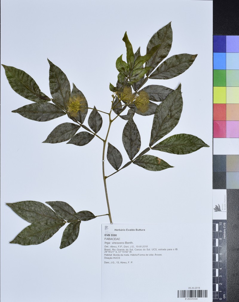 Inga virescens photo 3