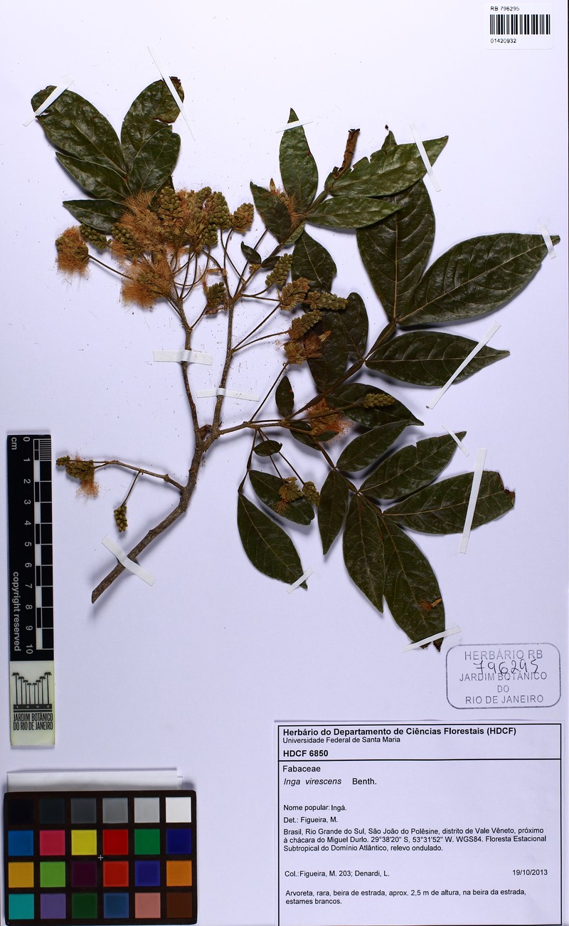 Inga virescens photo 4