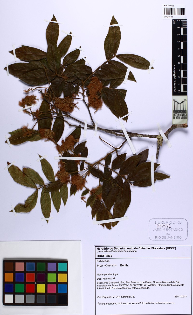 Inga virescens photo 5