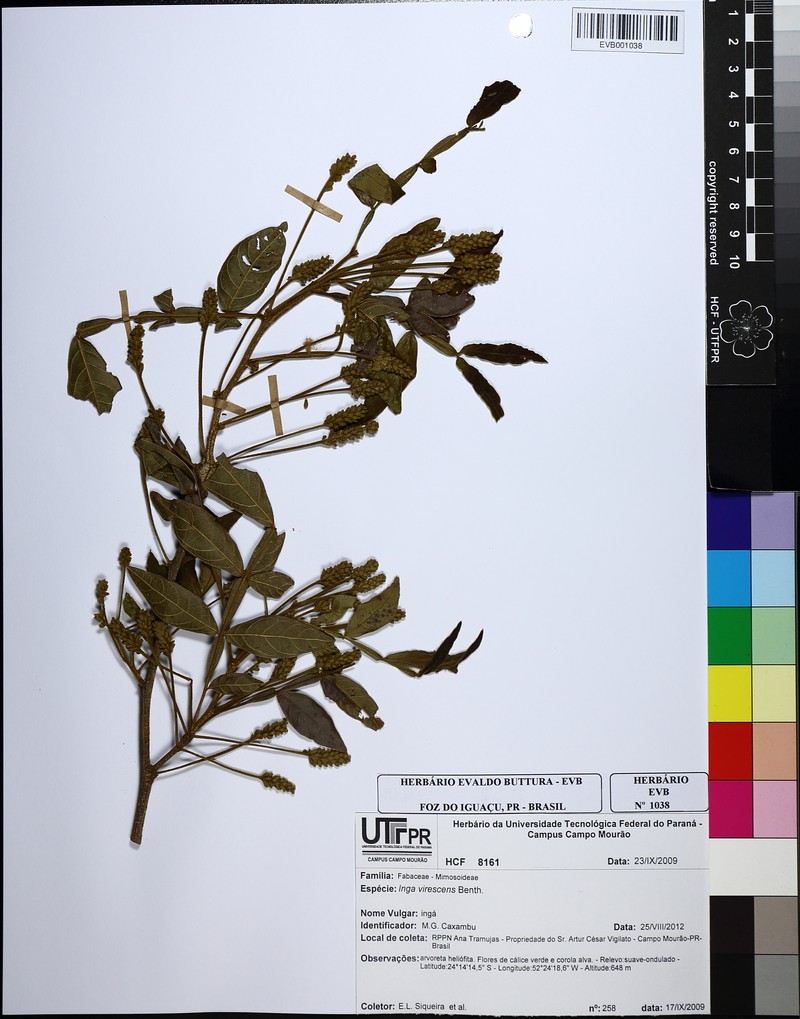 Inga virescens photo 6