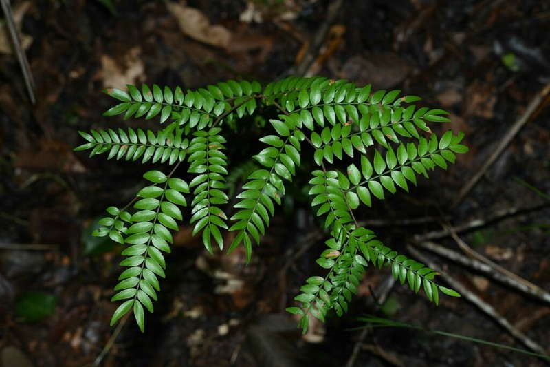 Inga virgultosa