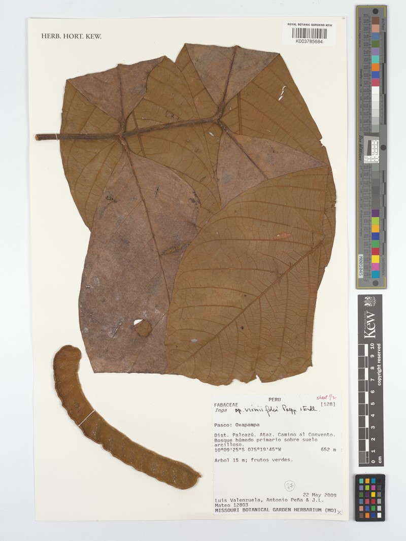 Inga vismiifolia