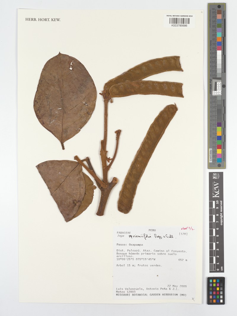 Inga vismiifolia photo 2