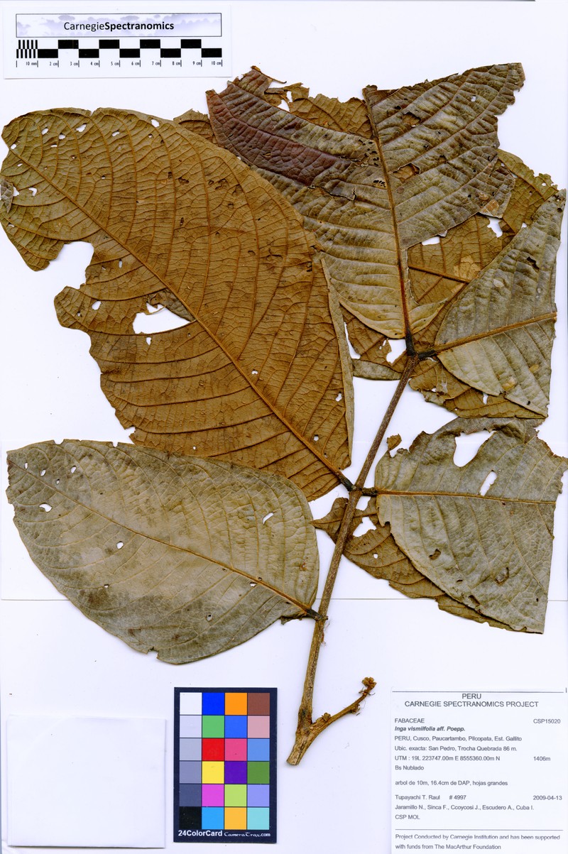 Inga vismiifolia photo 3