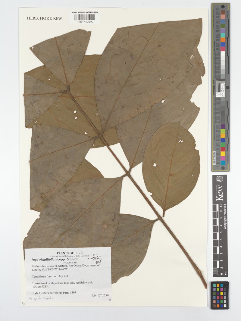 Inga vismiifolia photo 4
