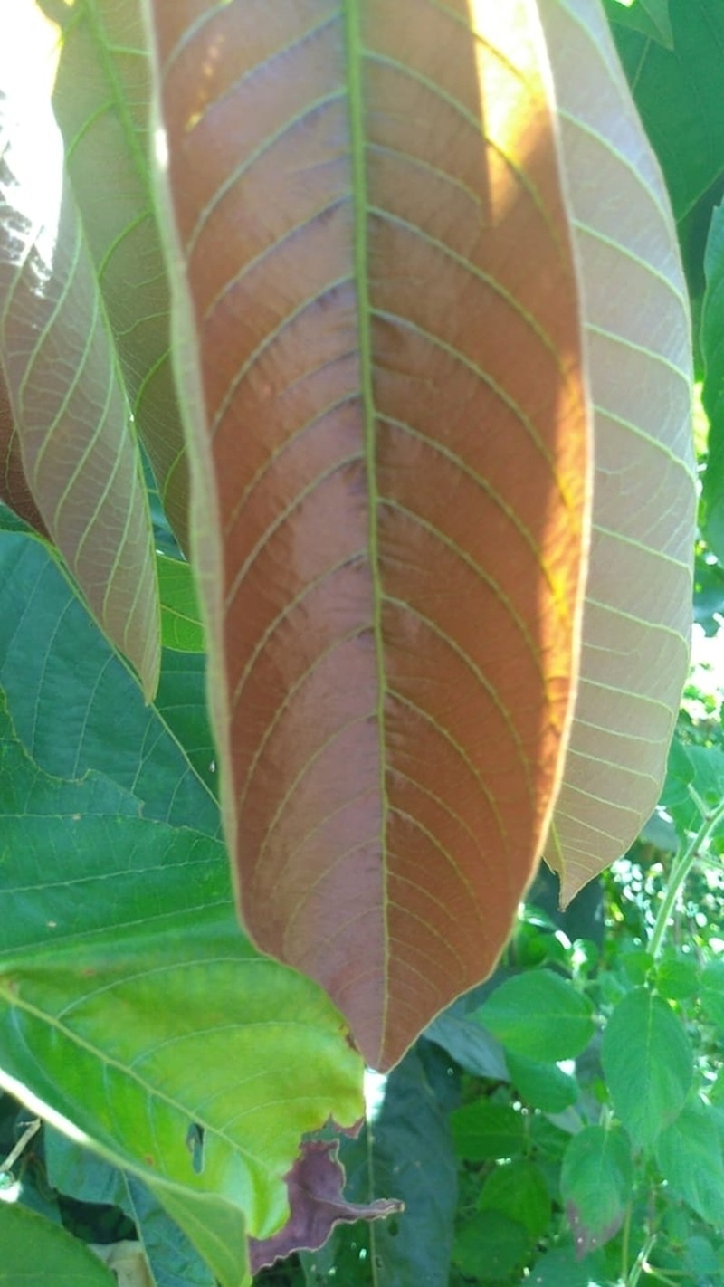 Inga xalapensis