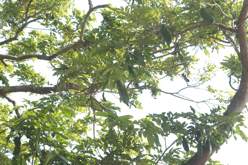 Inga xalapensis photo 2