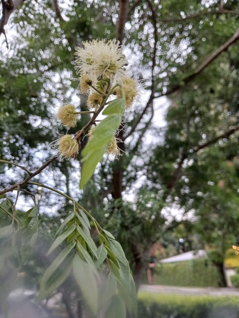 Inga xalapensis photo 3
