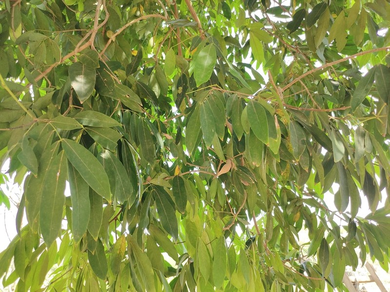 Inga xalapensis photo 4
