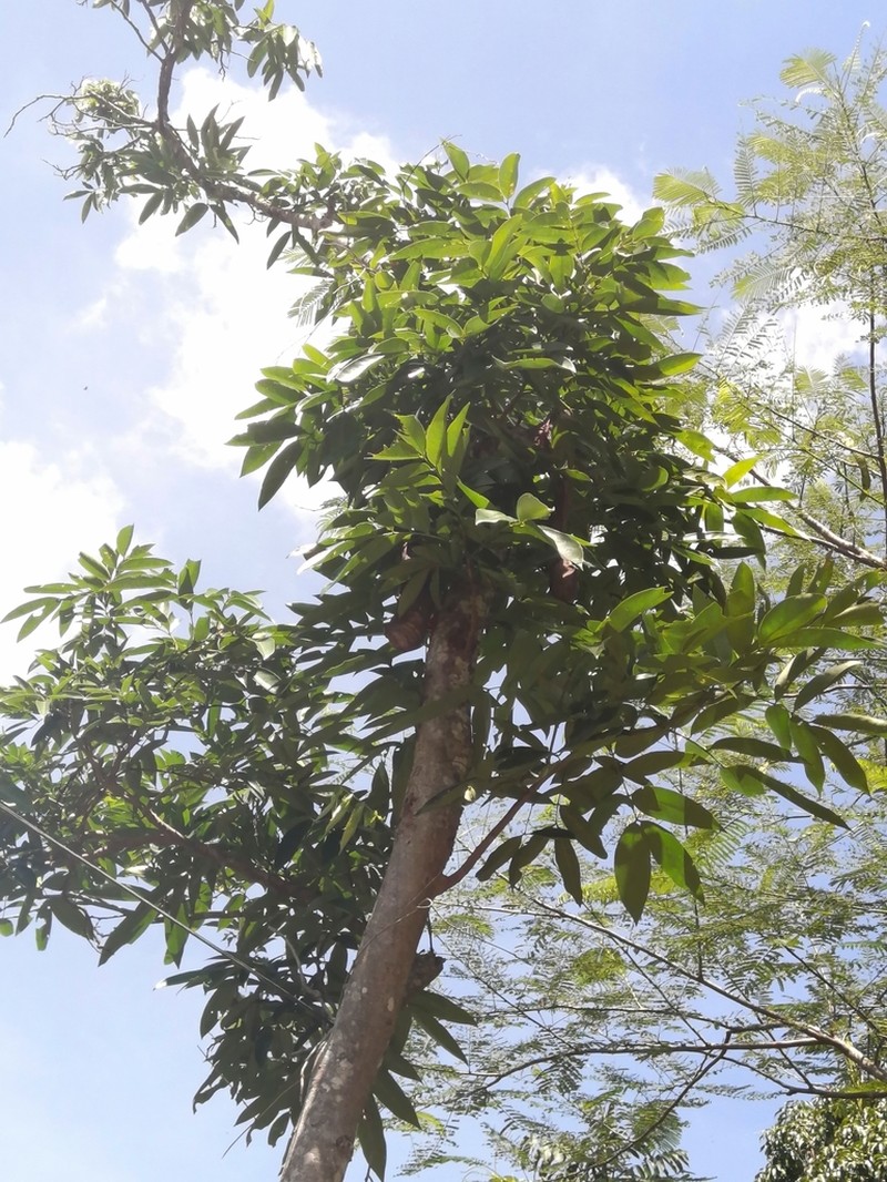 Inga xalapensis photo 5