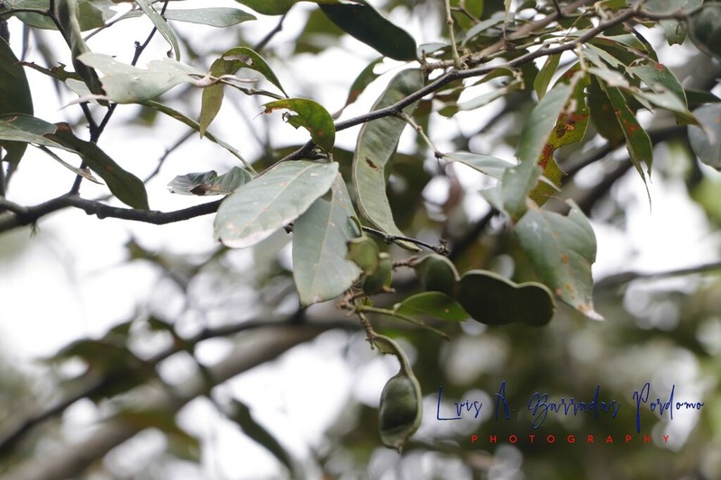 Inga xalapensis photo 6