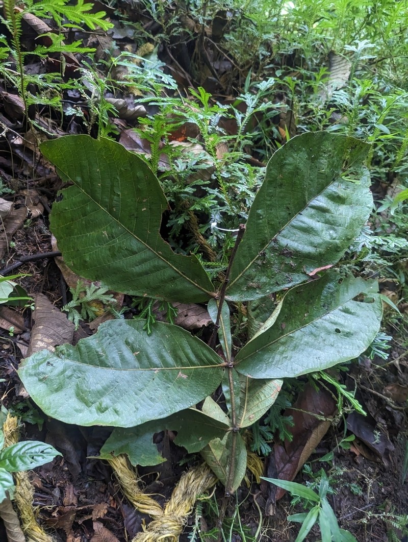 Inga xalapensis photo 7
