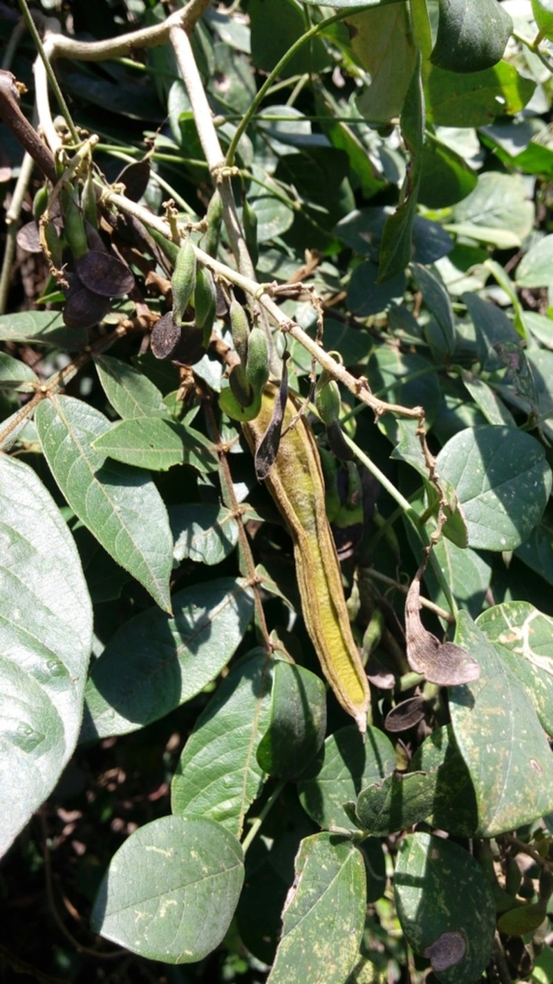Inga xalapensis photo 8