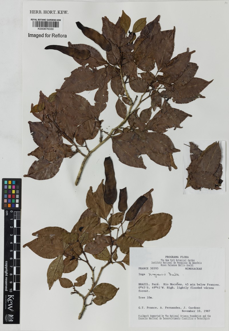 Inga xinguensis photo 3