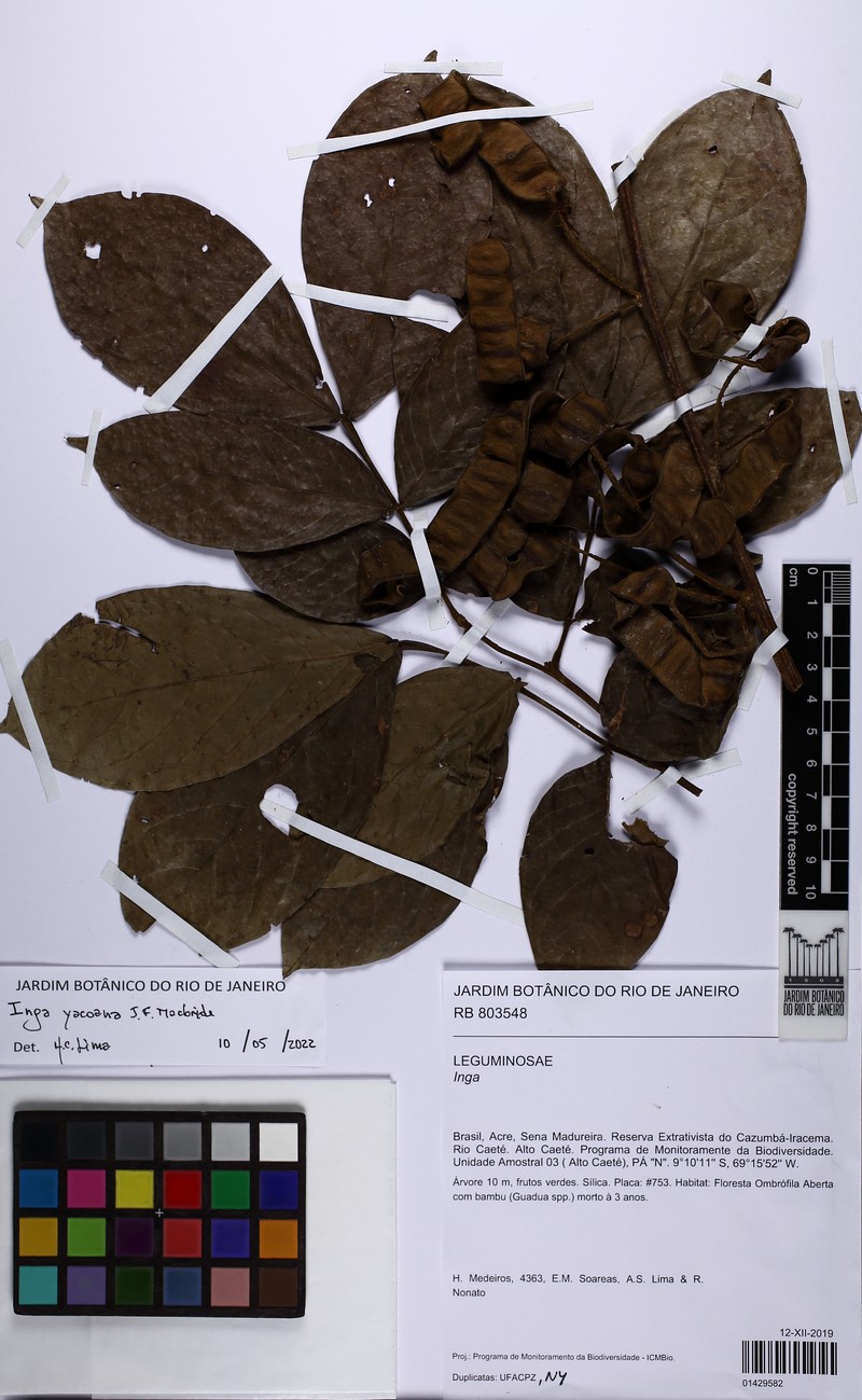Inga yacoana