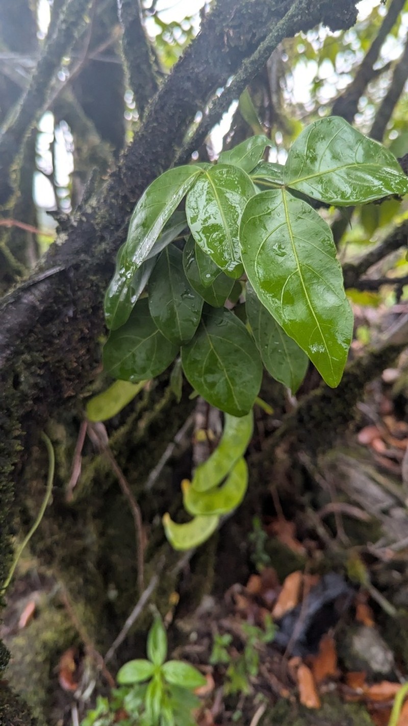 Ingopsis inundata photo 2