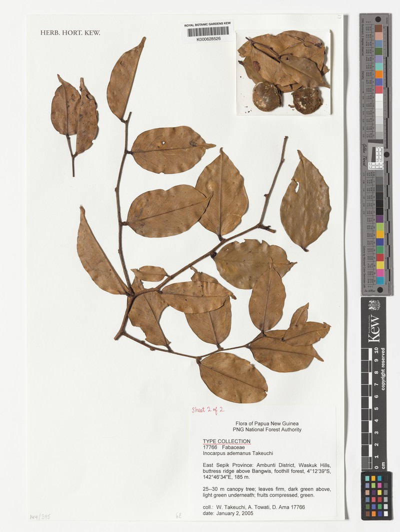 Inocarpus ademanus